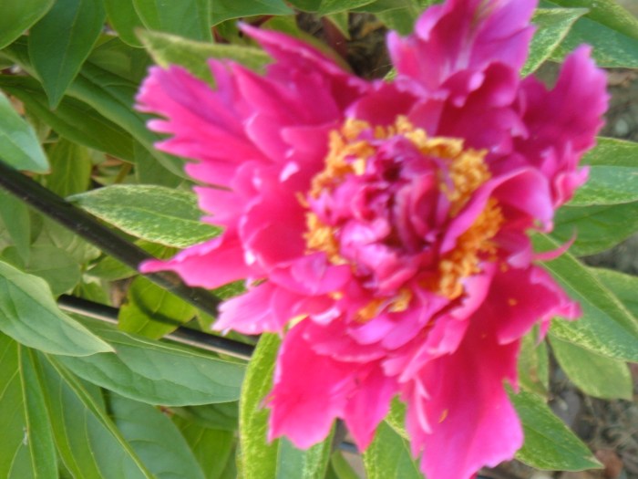 Photo by M.E. Williams