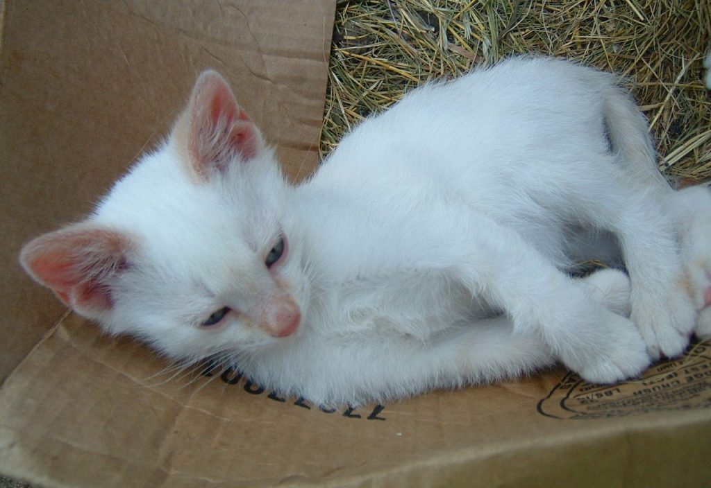 kitteies June 19, 2019 023