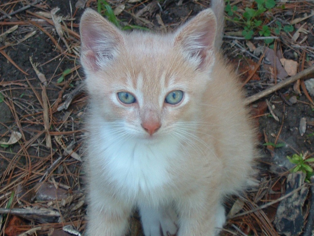 kitteies June 19, 2019 025