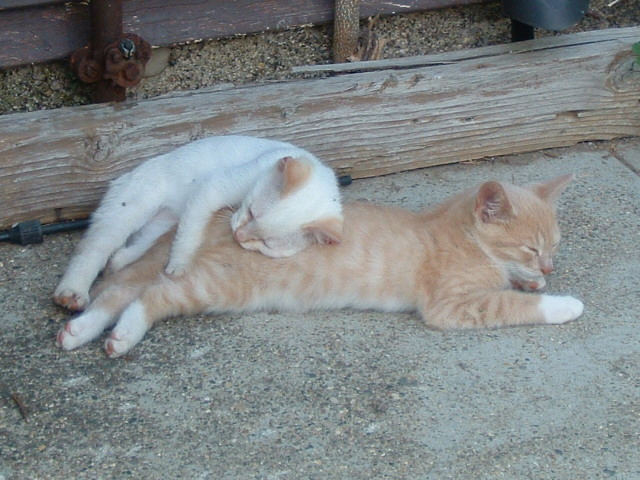 Bluesoph and Wheatie
At Rest