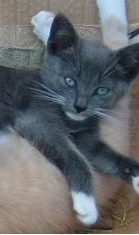 Pneugnoskie Breezing